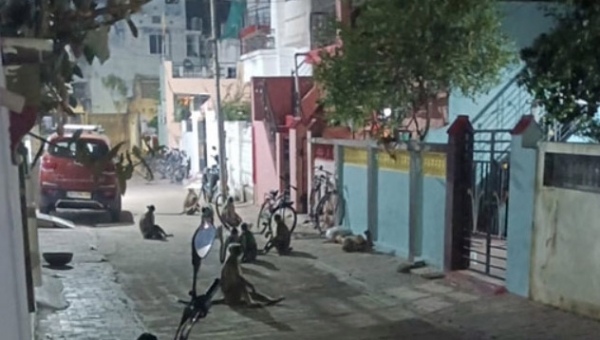 अचलपुरात माकडांचा ‘रात्रीस खेळ चाले’   छतावर उड्या, वाहनांची पाडापाड