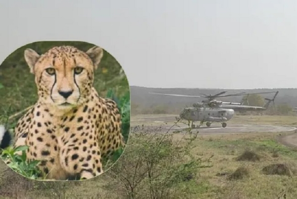 MP-Botswana-cheetah-Kuno-National-Park