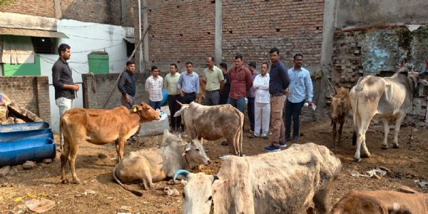 'ऑपरेशन प्रहार' अंतर्गत मोठी कारवाई, २५ गोवंशांना जीवनदान