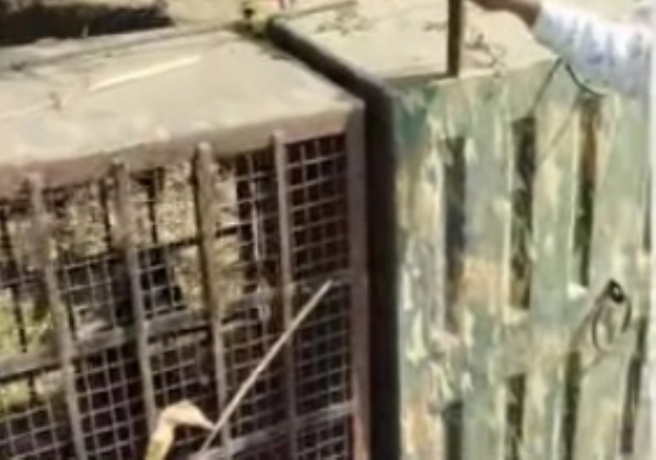 बिबट्या