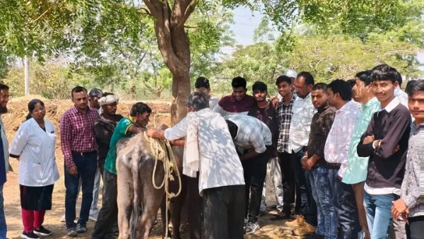 Massive animal disease diagnosis, treatment and vaccination camp at Moje Varpud; 281 animals vaccinated