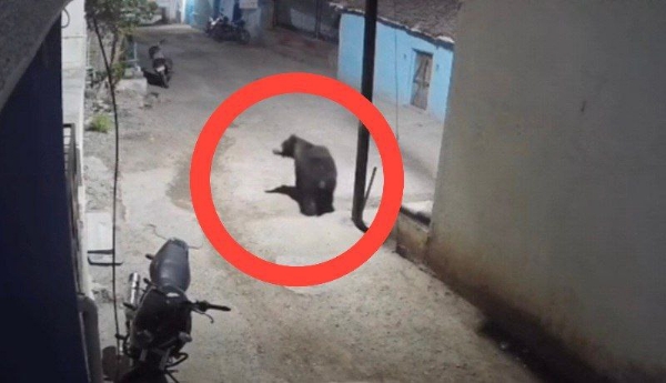 धामणगाव गडी परिसरात अस्वलीचा मुक्त संचार; सीसीटीव्हीत कैद, नागरिकांत भीती