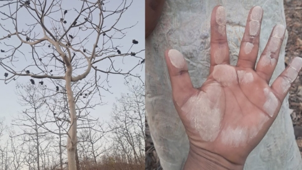 मेळघाटातील अक्राळविक्राळ ‘भुताचे झाड’ का बदलते रंग? निसर्गाचा अद्भुत चमत्कार आणि स्थानिकांच्या आस्था!