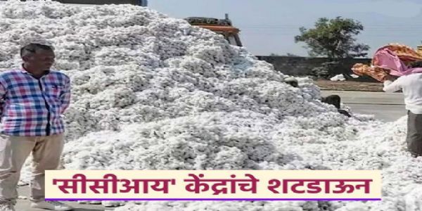 सीसीआयची कापूस खरेदी बंद : मुदतवाढीची मागणी १८.८० लाख क्विंटल खरेदी