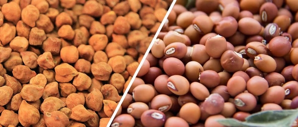 अमरावती जिल्ह्यात १५ सरकारी केंद्रांवर हरभरा तूर खरेदी सुरू ९१४५ शेतकऱ्यांची नोंदणी आतापर्यंत १६,९७७.५ किंटल खरेदी