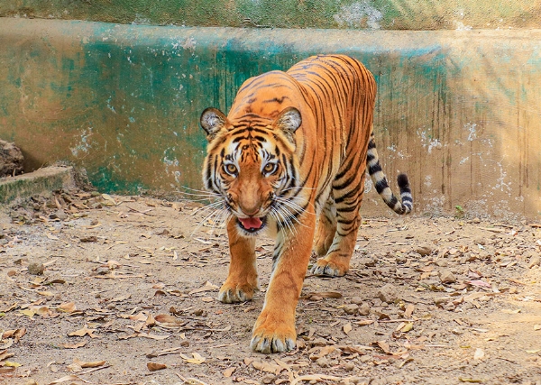गोतस्कराचा दोन वाघांनी पाडला फडशा बारुखेडा जंगलातील घटना