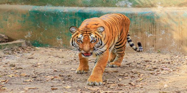 गोतस्कराचा दोन वाघांनी पाडला फडशा बारुखेडा जंगलातील घटना