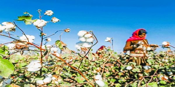 कापूस उत्पादकांना 1718 कोटीचा एमएसपी निधी मंजूर
