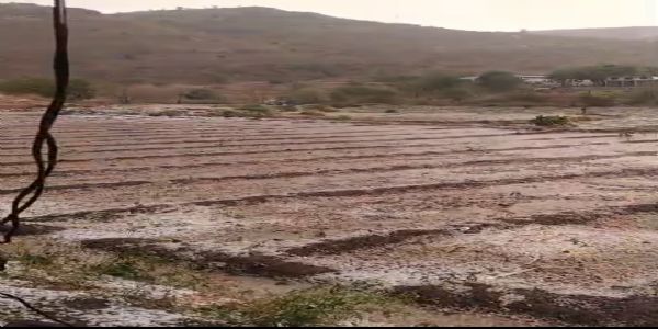 नाशिक जिल्ह्यातील पाच तालुक्यांना बेमोसमी पावसाचा तडाखा, पिकांचे मोठ्या प्रमाणावर नुकसान