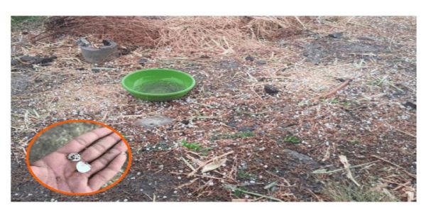 लातूर जिल्ह्यात काढणीच्या तोंडावर पाऊस; शेतकरी चिंतेत