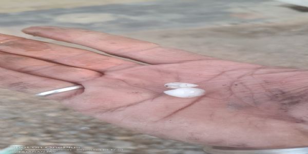 अकोला : जिल्ह्यात वादळी वाऱ्यासह गारपीट आणि पाऊस; पिकांचे नुकसान