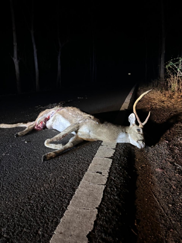 चंद्रपूर : अपघातात वन्यजीवांचा जीव जात असल्याचा मुद्दा पुन्हा एकदा एरणीवर