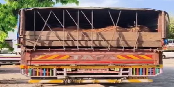 अहमदपूर बायपासवर कत्तलीसाठी नेले जाणारे ८ बैल वाचवले