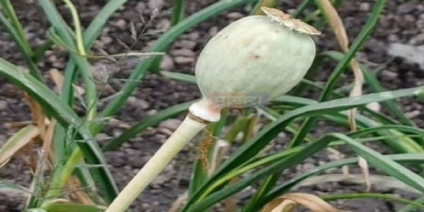 लातूर : अहमदपूर तालुक्यातील विळेगावात अफूची झाडे जप्त