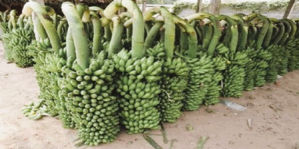 जळगाव: निर्यात थांबल्याने केळीचे भाव कोसळले; शेतकऱ्यांमध्ये चिंता