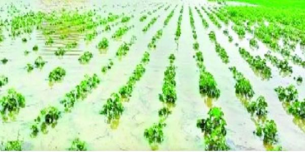 सोलापूर : मोहोळ तालुक्याला अवकाळीचा फटका; पिकांची राखरांगोळी