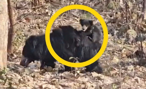 मेळघाटात ममतेचे दुर्मिळ दर्शन; मादी अस्वलाने शावकांना पाठीवर बसवून केला प्रवास