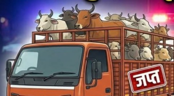 गोवंश गोवंश