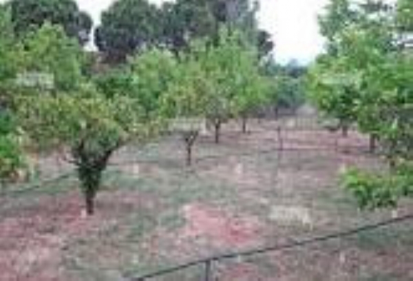 मोर्शी तालुक्यात अती तापमानामुळे संत्रा ‘आंबिया बहार’ धोक्यात ! 