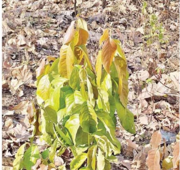 मेळघाट मधील तेंदू वृक्ष नामशेष होण्याच्या मार्गावर मेळघाट मधील तेंदू वृक्ष नामशेष होण्याच्या मार्गावर