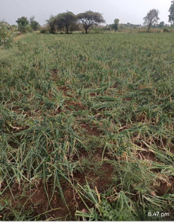 Unseasonal rains hit Dhule for