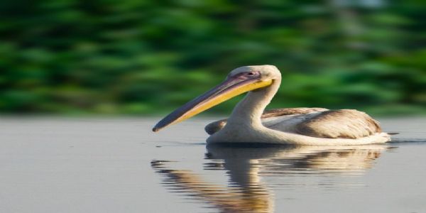 ग्रेट व्हाइट पेलिकन (रोजी पेलिकनचे) नांदूर मध्यमेश्वरमध्ये आगमन