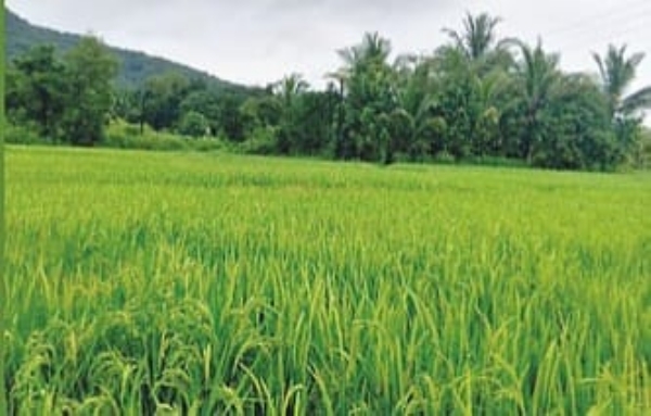 **रायगडमध्ये भातशेती संकटात; तांदळाच्या उत्पादनात मोठी घट**  अलिबाग : एकेकाळी भात उत्पादनासाठी ओळखला जाणारा Raigad district जिल्हा आता भातशेती घटण्याच्या संकटाला सामोरा जात आहे. गेल्या काही वर्षांत शहरीकरण, औद्योगिकीकरण आणि महामार्ग प्रकल्पांमुळे शेतीयोग्य जमीन कमी होत चालली असून याचा थेट परिणाम भात उत्पादनावर होत असल्याचे चित्र दिसत आहे. यंदा जिल्ह्यात प्रति हेक्टर तांदळाचे उत्पादन केवळ २०८१.३२ किलो इतके नोंदवले गेले असून मागील वर्षांच्या तुलनेत यात लक्षणीय घट झाली आहे.  रायगड जिल्ह्यात खरीप हंगामात मोठ्या प्रमाणात भात लागवड केली जाते. जिल्ह्यातील हिरवीगार भातशेती ही येथील कृषी अर्थव्यवस्थेचा मुख्य आधार मानली जाते. पूर्वी लाखो हेक्टरवर भात लागवड होत असल्याने रायगडला भाताचे कोठार म्हणून ओळख मिळाली होती. मात्र गेल्या काही वर्षांत लागवड क्षेत्र सातत्याने घटत आहे. पूर्वी जिल्ह्यात सुमारे १ लाख २४ हजार हेक्टर क्षेत्र शेतीखाली होते. २०१८-१९ पर्यंत हे क्षेत्र १ लाख ११ हजार हेक्टरवर आले होते. यंदा मात्र केवळ ८३ हजार हेक्टरवर भात लागवड करण्यात आली आहे.  जिल्ह्यात महाड, रोहा, पाताळगंगा, रसायनी, खोपोली, खालापूर, माणगाव आणि तळोजा या भागांत मोठ्या प्रमाणावर औद्योगिक विकास झाला आहे. तसेच मुंबई–गोवा आणि मुंबई–पुणे महामार्गांसह विविध महामार्ग प्रकल्पांमुळे हजारो हेक्टर जमीन भूसंपादित झाली आहे. भविष्यात प्रस्तावित असलेले रेवस–रेड्डी मार्ग तसेच अलिबाग–विरार कॉरिडॉरमुळेही शेती क्षेत्र आणखी कमी होण्याची शक्यता व्यक्त केली जात आहे.  याशिवाय जिल्ह्यात सिंचन सुविधांचा अभाव ही मोठी समस्या आहे. जिल्ह्यातील शेतीपैकी केवळ सुमारे ७ हजार हेक्टर क्षेत्र सिंचनाखाली आहे. त्यामुळे बहुतांश शेती ही पावसावर अवलंबून आहे. नैसर्गिक आपत्ती, अवेळी पाऊस आणि शेतीत वाढता खर्च यामुळे शेतकरी शेतीकडे पाठ फिरवत असल्याचेही दिसून येत आहे. परिणामी जमिनीला वाढलेले बाजारमूल्य आणि नवी पिढी शेतीकडे वळत नसल्यामुळे भातशेतीचे क्षेत्र दिवसेंदिवस घटत असल्याने भविष्यात भातशेती नष्ट होण्याची भीती व्यक्त केली जात आहे.