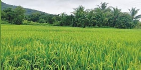 रायगड जिल्ह्यात भातशेती संकट; उत्पादनात मोठी घट