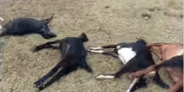 विषारी पाणी पिल्याने ५१ बकर्यांचा मृत्यू -महीला बचत गटावर आर्थिक संकट -गुन्हा दाखल कराण्याची मागणी