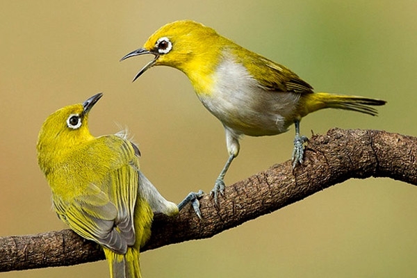 नागझिरा अभयारण्यात ‘चष्मेवाला’ पक्ष्याचे दर्शन