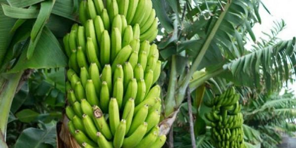 अमेरिका–इराण युद्धाचा केळी बाजारावर परिणाम; निर्यात ठप्प, शेतकऱ्यांपुढे विक्रीचा प्रश्न