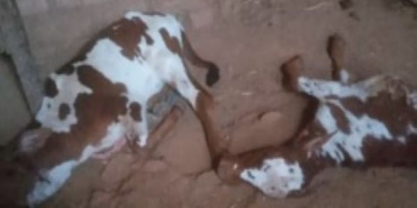 रायगड - गोठ्यात घुसला बिबट्या; तीन वासरांचा पाडला फडशा