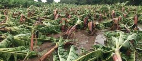 अवकाळी पावसाने ५७८ हेक्टरमधील पिके सपाट ६२ गावांमध्ये सर्वाधिक नुकसान