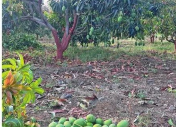 अवकाळी पाऊस