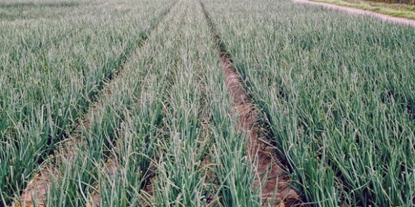 अतिरिक्त ओलाव्यामुळे सफेद कांद्याचे उत्पादन घटण्याची भीती