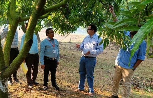 बदलत्या हवामानामुळे यंदा कोकणातील हापूस आंब्याचे उत्पादन घटण्याची शक्यता निर्माण झाली असून, त्यातच पश्चिम आशियातील युद्धजन्य परिस्थितीमुळे निर्यात ठप्प झाल्याने आंबा बागायतदार मोठ्या चिंतेत सापडले आहेत. उत्पादनात घट आणि निर्यातीवरील अडथळे यामुळे हंगामाच्या सुरुवातीलाच शेतकऱ्यांना आर्थिक फटका बसत आहे. दरवर्षी फेब्रुवारी महिन्यात कोकणातील हापूस मुंबईच्या बाजारात दाखल होऊन तेथून मोठ्या प्रमाणावर आखाती देशांमध्ये निर्यात केला जातो. दुबईसह आखाती देशांमध्ये सुमारे 40 ते 50 टक्के निर्यात होते. मात्र सध्या सुरू असलेल्या तणावामुळे जलवाहतूक विस्कळीत झाली असून, जेएनपीए बंदरातून होणारी हापूस व मँगो पल्पची निर्यात ठप्प झाली आहे. परिणामी स्थानिक बाजारात आंब्याची आवक वाढून दर घसरण्याची भीती व्यक्त होत आहे. यंदा आंब्याला मोहोर चांगल्या प्रमाणात आला होता. मात्र प्रतिकूल हवामानामुळे तिसऱ्यांदा आलेला मोहोरही करपून गळून पडला. ऑक्टोबर महिन्यात अपेक्षित उष्णता न मिळाल्याने मोहर योग्य प्रकारे फुलला नाही. त्यातच तुडतुड्याचा प्रादुर्भाव मोठ्या प्रमाणावर झाल्याने उत्पादनावर मोठा परिणाम झाला आहे. त्यामुळे यंदा हापूसचे उत्पादन दरवर्षीच्या तुलनेत खूपच कमी आणि उशिरा येत आहे. दरम्यान, काही व्यापारी व दलालांकडून आखाती युद्धाचे कारण पुढे करून आंब्याचे दर पाडण्याचा प्रयत्न होत असल्याचा आरोप बागायतदारांनी केला आहे. मार्च अखेरीस आंबा बाजारात दाखल होऊ लागला असला तरी निर्यात बाजारावर युद्धाचे ढग कायम आहेत. कोकणातून दरवर्षी सुमारे दोन ते अडीच हजार मेट्रिक टन हापूसची निर्यात केली जाते. सध्या बाजारावर त्याचा मोठा परिणाम जाणवत नसला तरी परिस्थिती लांबल्यास निर्यातीवर गंभीर परिणाम होण्याची शक्यता आहे. निर्यात बंद राहिल्यास स्थानिक बाजारात दर घसरण्याची भीती असून, आधीच उत्पादन घटल्याने नुकसान सहन करणाऱ्या शेतकऱ्यांवर दुहेरी संकट ओढवू शकते. याबाबत आंबा बागायतदार डॉ. संदेश पाटील म्हणाले, “यंदा कोकणात हापूसचे उत्पादन तुलनेत खूपच कमी आहे. आखाती देशात जाणारा आंबा दुय्यम प्रतीचा असतो, तर दर्जेदार आंबा युरोप व अमेरिकेत जातो. एप्रिलच्या दुसऱ्या आठवड्यात आवक वाढेल. मात्र तोपर्यंत युद्धस्थिती कायम राहिल्यास आखातातील निर्यातीवर परिणाम होणारच. इतर बाजारपेठांमध्ये आंबा पाठवण्यात मात्र अडचण येणार नाही.” एकूणच, यंदा कोकणातील हापूस उत्पादकांना अस्मानी आणि सुलतानी अशा दुहेरी संकटाचा सामना करावा लागत असून बागायतदारांमध्ये चिंतेचे वातावरण आहे.