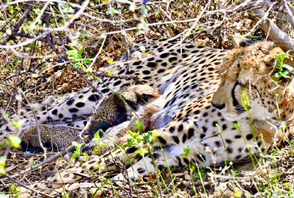 Kuno National Park India born female cheetah gives birth four cubs