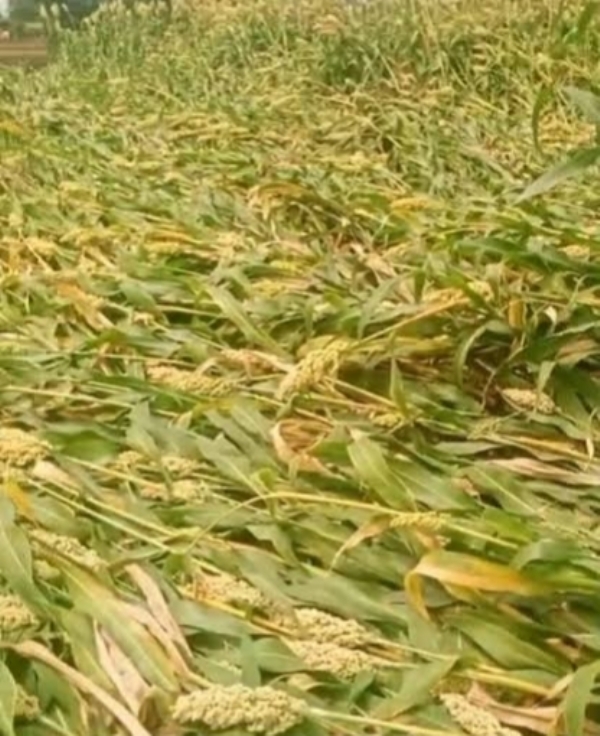 अवकाळी पाऊस नुकसान अवकाळी पाऊस नुकसान