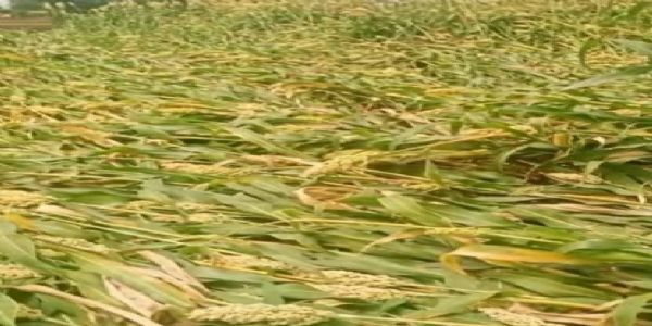 अवकाळी पावसाचा तडाखा : नाशिक व जळगाव जिल्ह्यांतील शेतकऱ्यांना १७ कोटींची मदत मंजूर