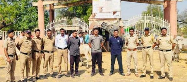 बनावट टॅग असलेले २० गोवंश जप्त बनावट टॅग असलेले २० गोवंश जप्त