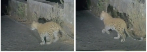 Leopard sighted in Matheran; Administration issues alert