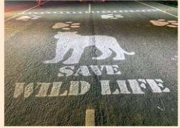 वैज्ञानिक दृष्टिकोन थांबवू शकते वन्यप्राण्यांचे अपघात वैज्ञानिक दृष्टिकोन थांबवू शकते वन्यप्राण्यांचे अपघात