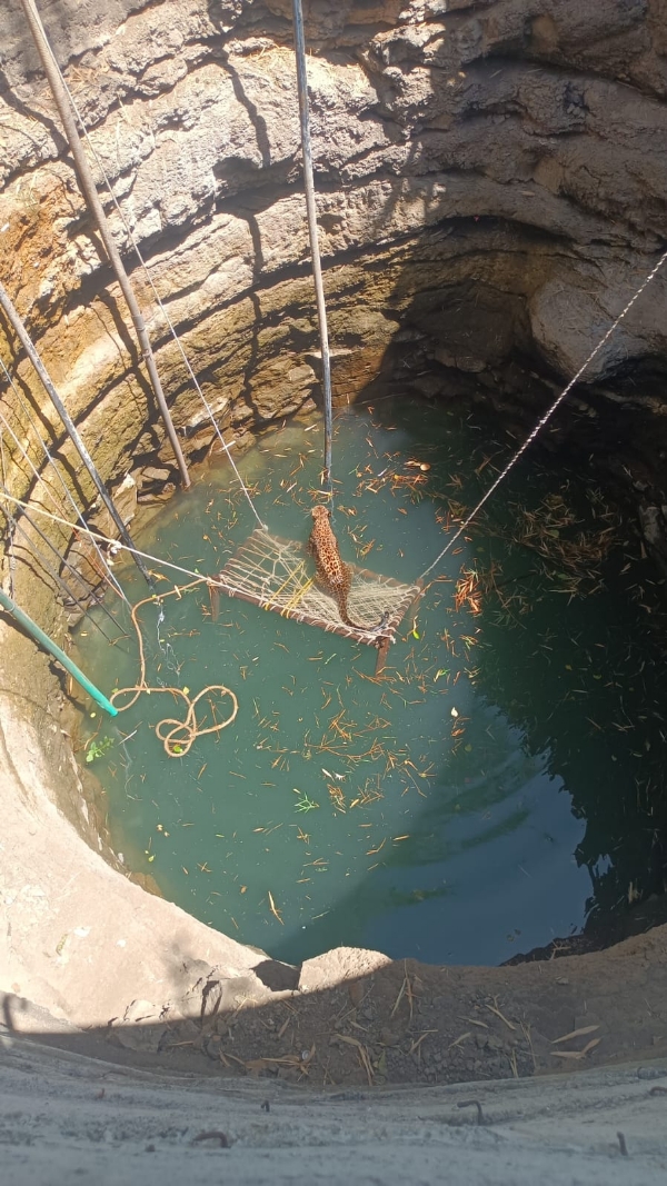 विहिरीत पडलेल्या बिबट मादीला सुखरूप बाहेर काढले