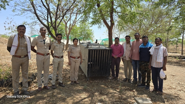 विहिरीत पडलेल्या बिबट मादीला सुखरूप बाहेर काढले