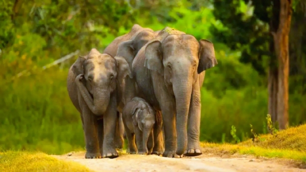 हत्तीच्या कळपाचे संग्रहित छायाचित्र