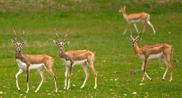 बौद्धपौर्णिमेला वन्यप्राणी प्रगणनेची पर्वणी; सहभागींसाठी हमीपत्र अनिवार्य