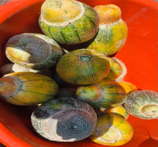 स्वादिष्ट खरबुजांनी रंगला धारणीचा बाजार मेळघाटचा तापी मेवा उपलब्ध