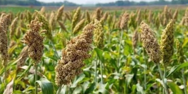 ज्वारी काढणीचा खर्च आवाक्याबाहेर, एकरी आठ ते दहा हजारांचा खर्च