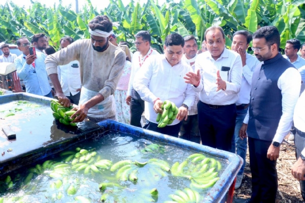 केळी शेती