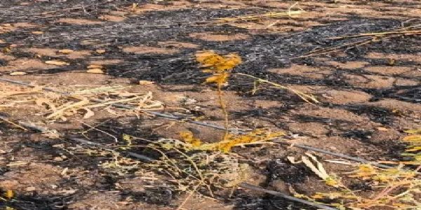 परभणी - सावळी येथे आग लागून शेतकऱ्याचे दोन लाखांचे नुकसान